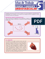 Aparato Cardiovascular para Quinto Grado de Primaria