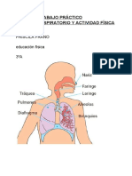 tp5 E.F. Sistema Respiratorio