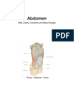 Abdomen Anatomy