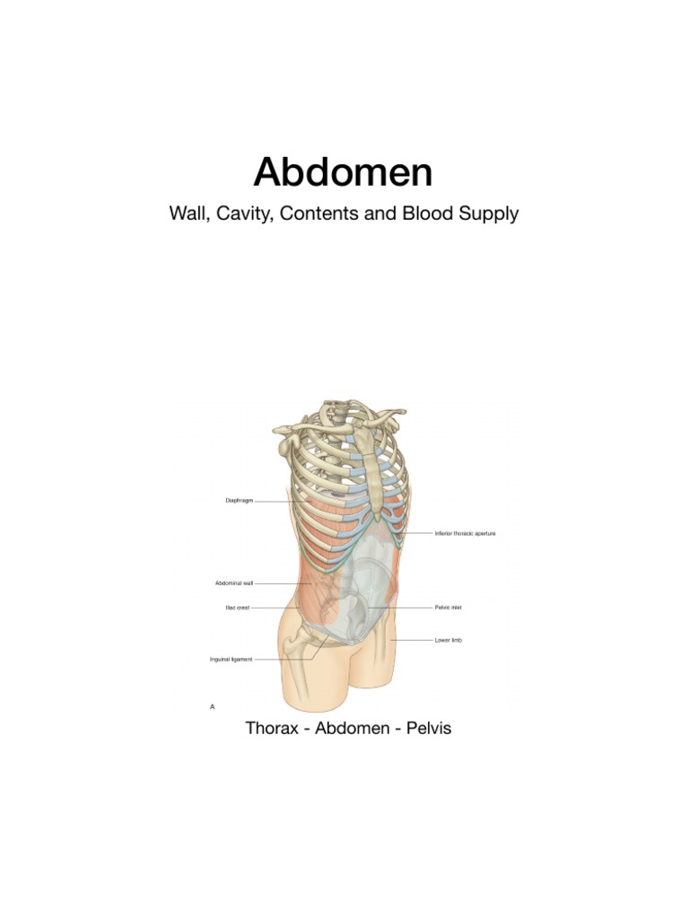 Abdomen Anatomy | PDF | Abdomen | Peritoneum