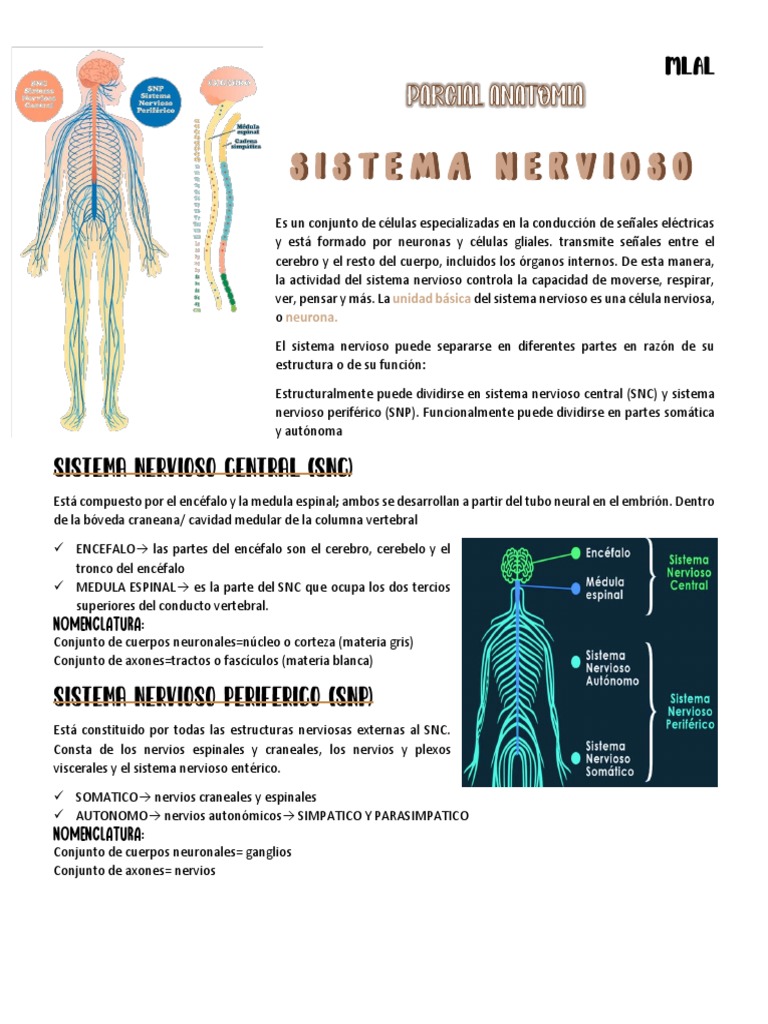 Estructura y Funciones del Sistema Nervioso | PDF | Sistema nervioso ...