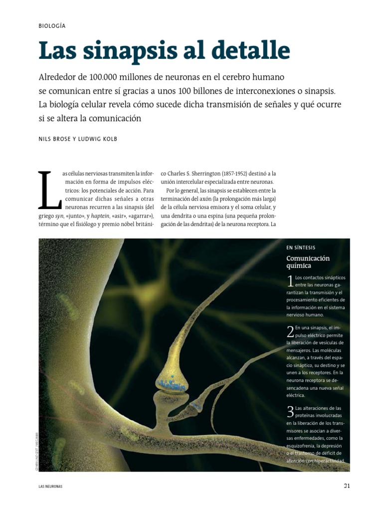 Estructura y Función de las Neuronas | PDF | Sinapsis | Neurona