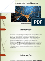 Anatomia Dos Nervos