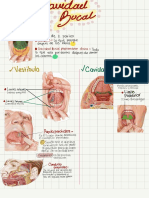 Cavidad Bucal y Nasal