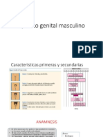 Aparato genital masculino: características, exploración y motivos de consulta