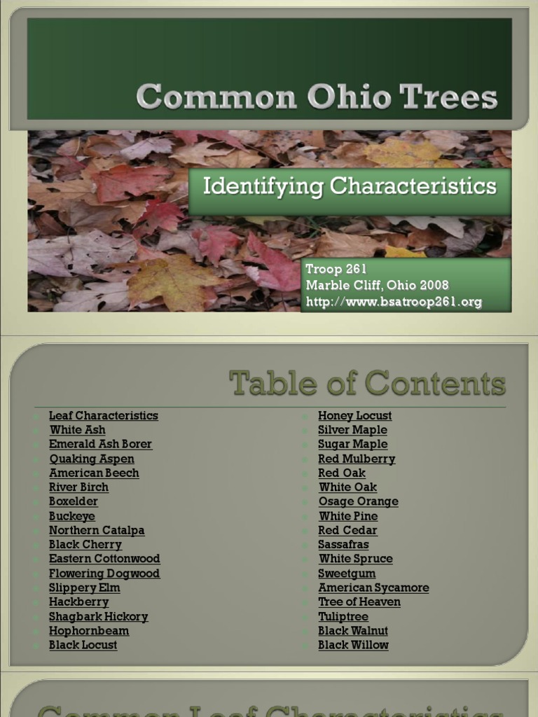 Common Ohio Trees Trees Pine