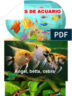 Peces acuario 40