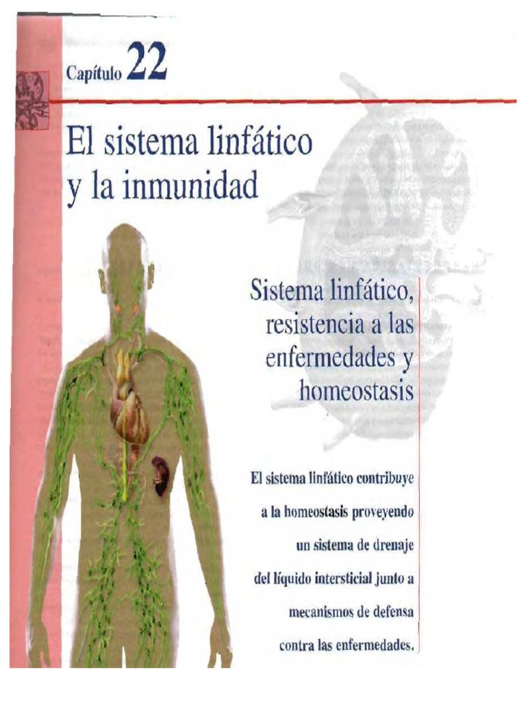 Tortora Sistema Linfatico Pdf Pdf