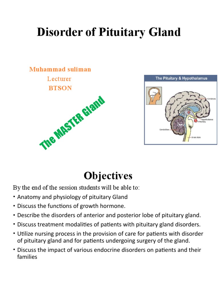 Pituitary Gland Intro | PDF | Pituitary Gland | Medical Specialties