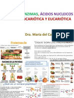 TEMA 02-Proteínas, Enzimas, Ác. Nucleicos, Céls Procariota y Eucariota