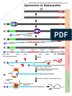 DNA Transcription Translation Eukaryotes