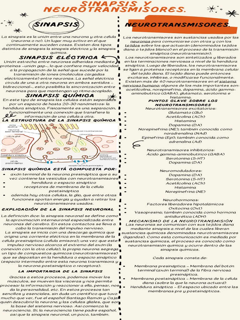 Sinapsis y neurotransmisores esenciales | PDF | Sinapsis | Neurotransmisor