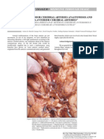 Left-Right Anterior Cerebral Arteries Anastomosis and Extra Anterior Cerebral Arteries