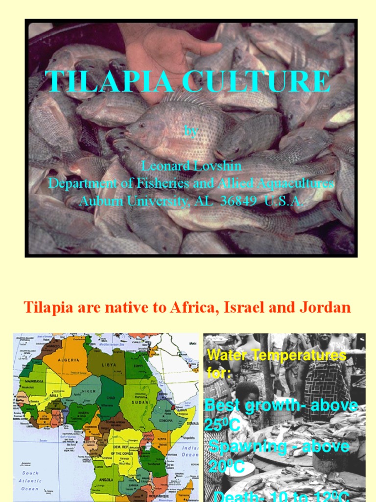 Tilapia PDF Spawn (Biology)