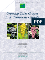 Growing Table Grapes in Bahasa