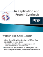 DNA Replication and Protein Synthesis