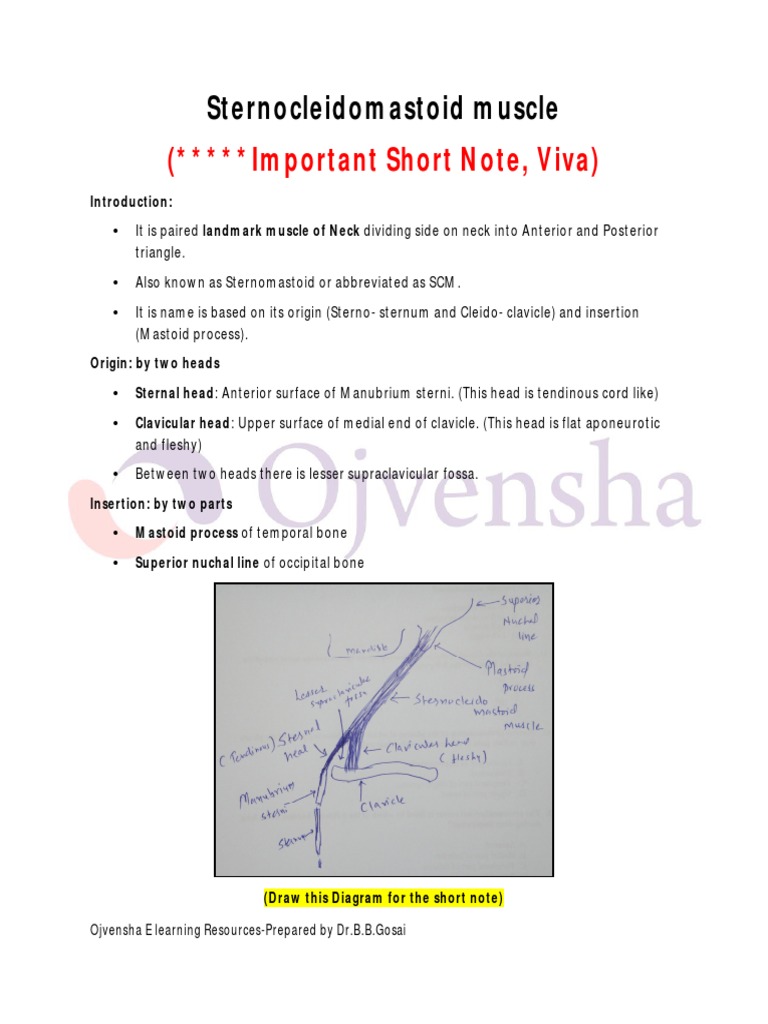 4b Sternocleidomastoid Muscle DR Gosai | PDF | Human Head And Neck