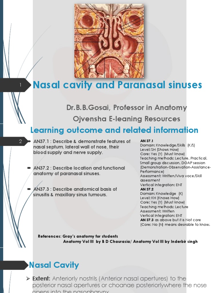 Nasal Cavity and Sinus Anatomy Overview | PDF | Human Nose | Human Anatomy