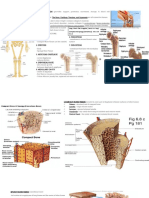 Skeletal System Lesson 5