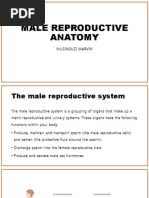 3 anatomy and physiology (male)