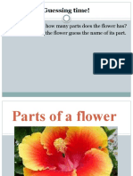 Parts of A Flower Powerpoint
