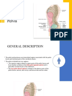 Understanding the Pelvis and Pelvic Floor