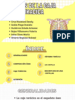 Huesos de La Caja Toracica