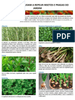 Plantas repelentes de insetos e pragas