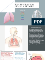 Sistema Respiratorio (20220714 095707)