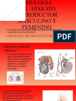 Fisiología del aparato reproductor masculino y femenino: órganos internos