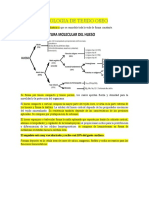 Fisiología del tejido óseo