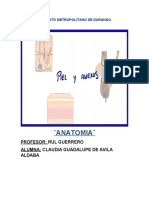 Piel y Anexos Anatomia