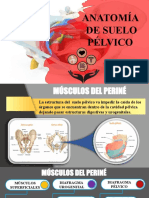 Anatomía de Suelo Pélvico