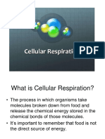 Cellular - Respiration LECTURE 111