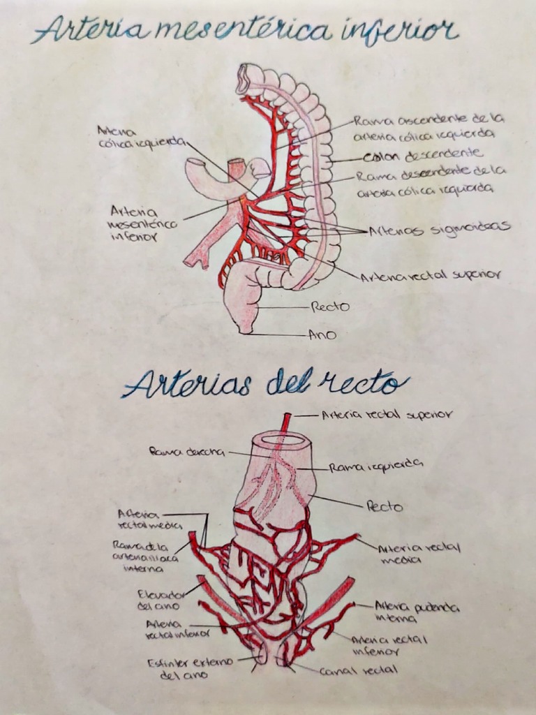 Arteria Mesentérica Inferior y Recto | PDF