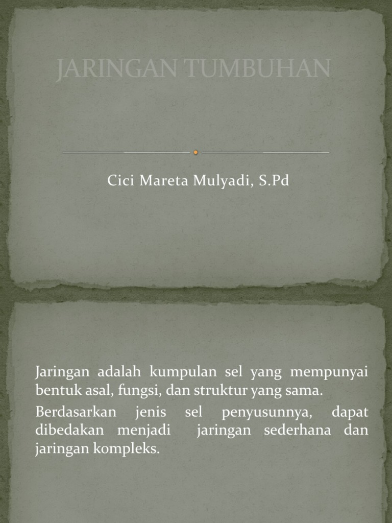 Jaringan Tumbuhan | PDF