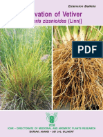 Cultivation of Vetiver Grass for Soil and Fragrance