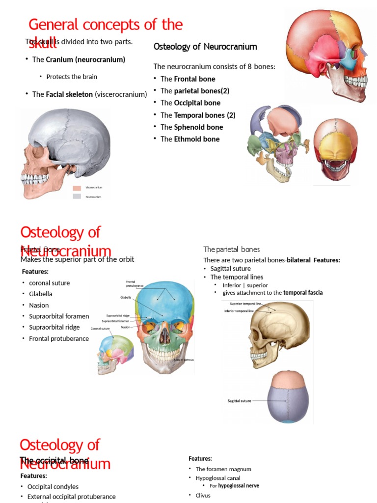 Neurocranium & Viserocranium | PDF | Skull | Human Nose