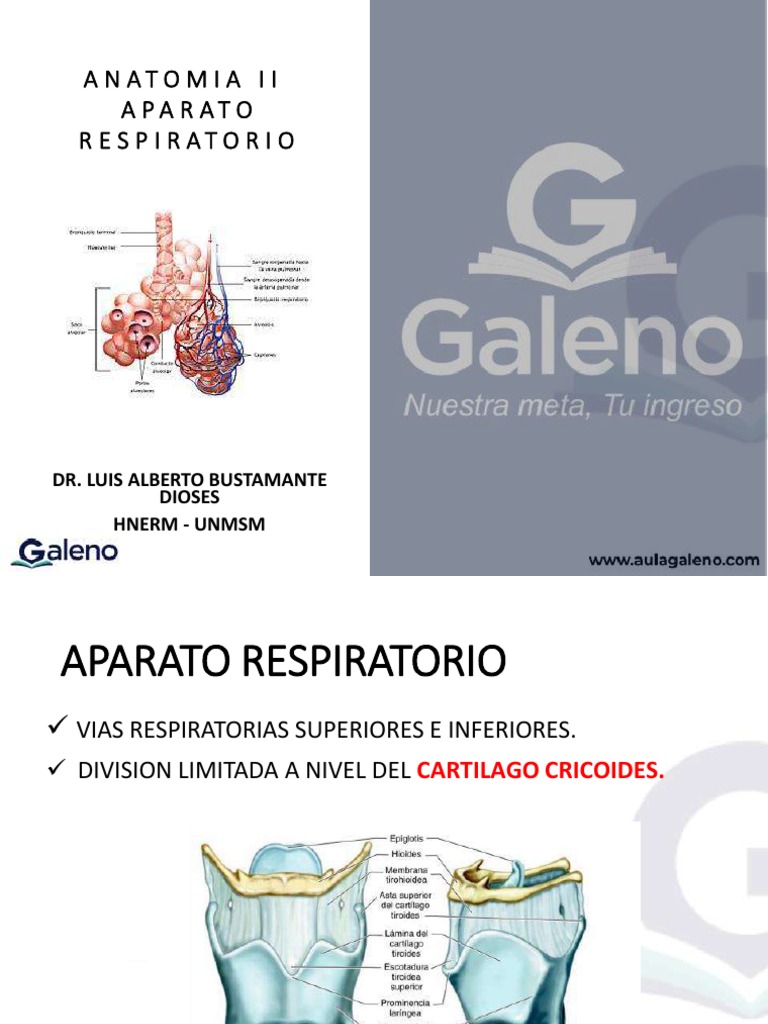 Anatomía 2 C | PDF | Pulmón | Riñón