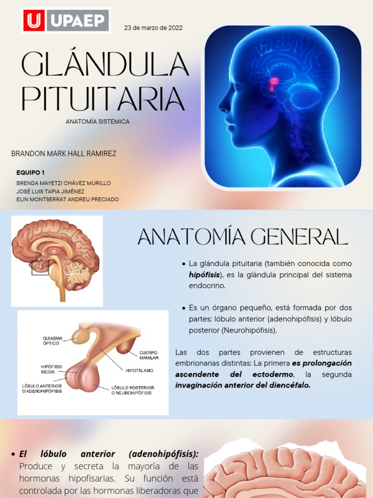 Glándula Pituitaria PDF Glándula pituitaria Sistema endocrino