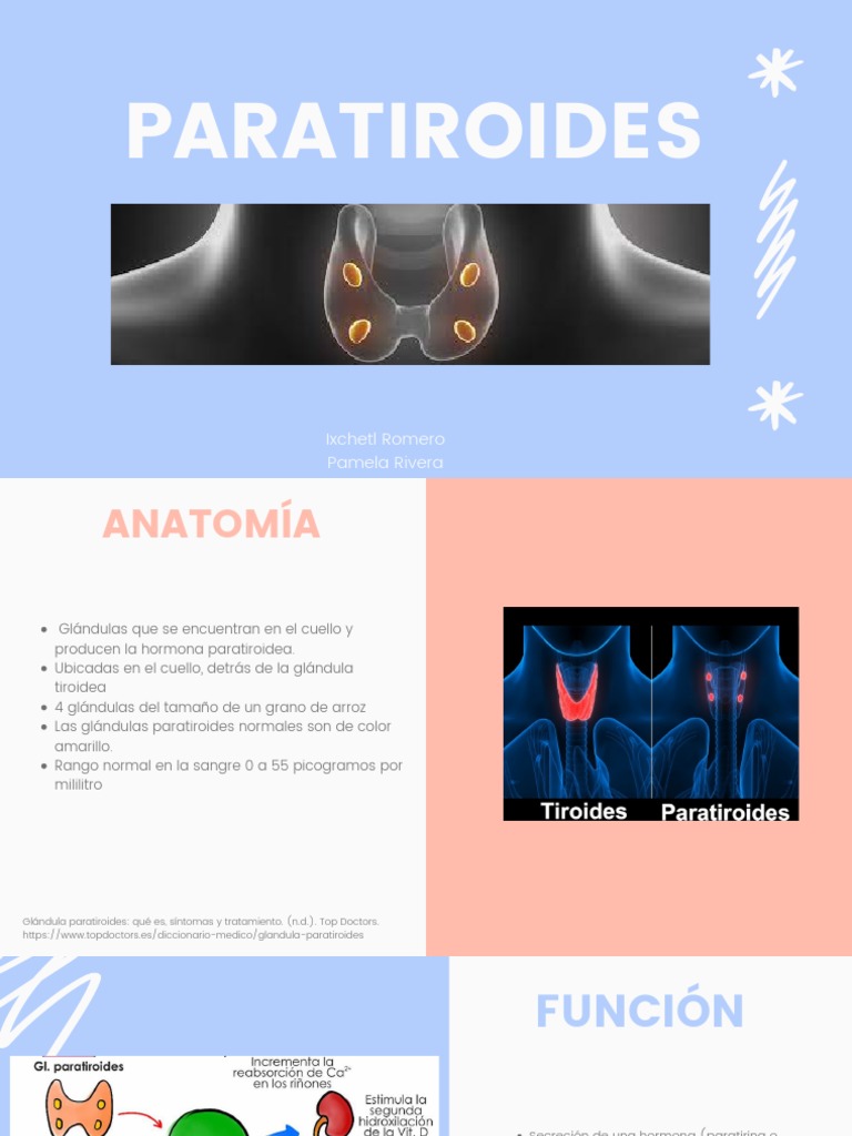 Paratiroides | PDF