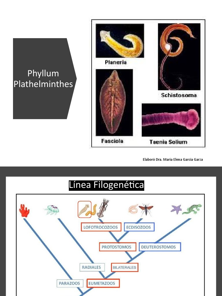 3 Phylum Platyhelminthes | PDF | Biología | Protostomas
