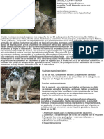 Lobo mexicano: la subespecie más pequeña de lobo en Norteamérica