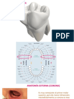 2° Molar Sup.