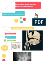 Articulación Radiocubital