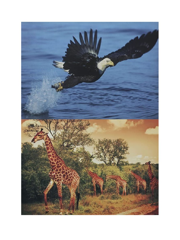 Nature 2 | PDF