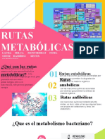 Rutas Metabolicas