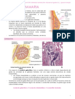 Resumen clase 8 CTPS: Glándula mamaria