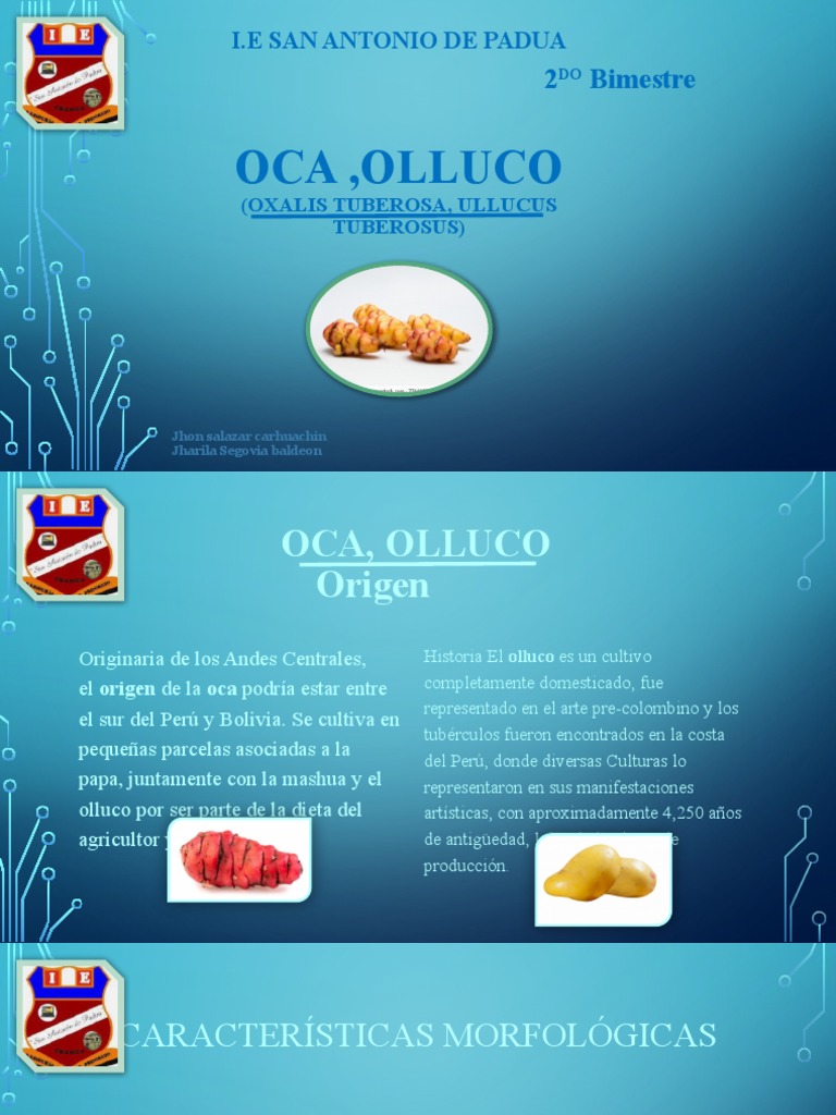 Propiedades Nutricionales de Oca y Olluco | PDF | Patata | Vitamina