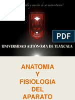 Anatomia y Fisiologia Del Aparato Digestivo 3D